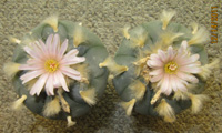 Two L.Williamsii var texana 7 to 8cm